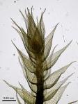 Pylaisiadelpha tenuirostris (Bruch & Schimp. ex Sull.) W.R. Buck