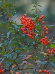 Pyracantha coccinea M. Roemer