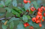 Pyracantha coccinea M. Roemer