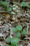 Pyrola americana Sweet