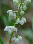 Pyrola americana Sweet