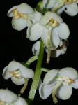 Pyrola americana Sweet