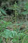 Pyrola elliptica Nutt.