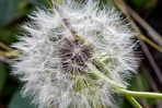 Pyrrhopappus carolinianus (Walt.) DC.