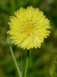 Pyrrhopappus carolinianus (Walt.) DC.