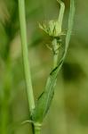 Pyrrhopappus carolinianus (Walt.) DC.