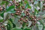 Pyrus calleryana Dcne.