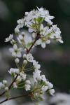 Pyrus calleryana Dcne.