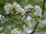 Pyrus calleryana Dcne.