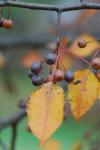 Pyrus calleryana Dcne.