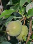 Pyrus communis L.