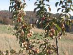 Pyrus pyrifolia (Burm. f.) Nakai