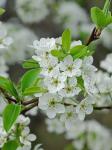 Pyrus pyrifolia (Burm. f.) Nakai