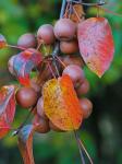 Pyrus pyrifolia (Burm. f.) Nakai
