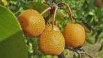 Pyrus pyrifolia (Burm. f.) Nakai