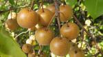 Pyrus pyrifolia (Burm. f.) Nakai