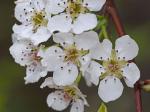 Pyrus pyrifolia (Burm. f.) Nakai