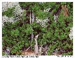 Pyxidanthera barbulata Michx. var. barbulata