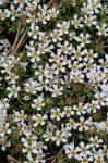 Pyxidanthera barbulata Michx. var. barbulata