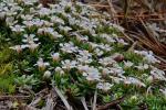 Pyxidanthera barbulata Michx. var. barbulata