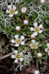 Pyxidanthera barbulata Michx. var. barbulata