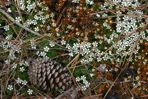Pyxidanthera barbulata Michx. var. barbulata