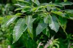 Quercus acutissima Carruthers