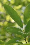 Quercus acutissima Carruthers