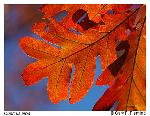 Quercus alba Linnaeus