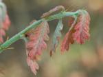Quercus alba Linnaeus