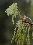 Quercus alba Linnaeus