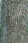 Quercus alba Linnaeus