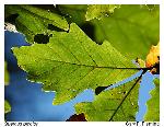 Quercus bicolor Willdenow