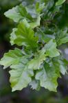 Quercus bicolor Willdenow