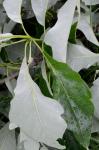 Quercus bicolor Willdenow