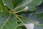 Quercus bicolor Willdenow