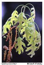 Quercus coccinea Muenchhausen