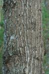Quercus coccinea Muenchhausen