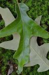 Quercus falcata Michaux