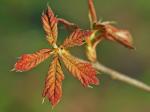 Quercus falcata Michaux