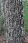 Quercus falcata Michaux