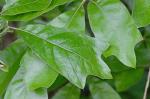 Quercus falcata Michaux
