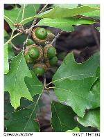 Quercus ilicifolia Wangenheim