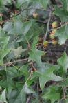 Quercus ilicifolia Wangenheim