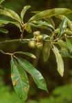 Quercus imbricaria Michaux
