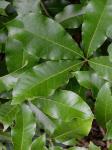 Quercus imbricaria Michaux