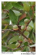 Quercus incana W. Bartram