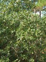 Quercus incana W. Bartram