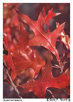 Quercus laevis Walter