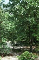 Quercus laevis Walter